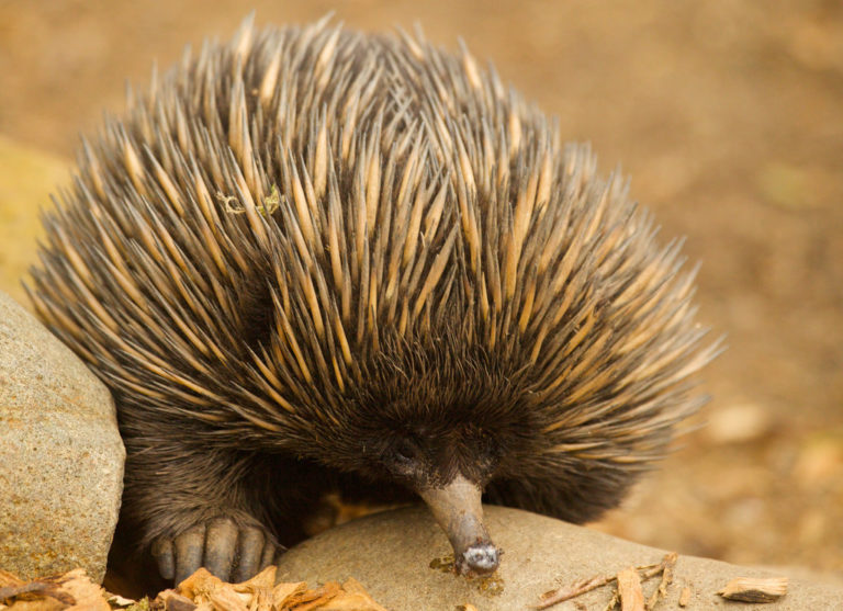 Facts About Echidnas