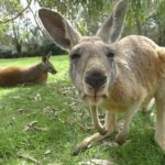 How high can a kangaroo jump ?