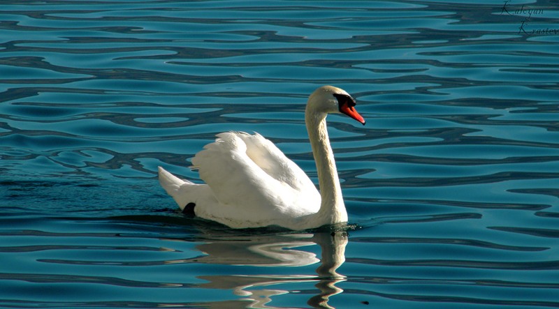 how-long-do-swans-sit-on-their-eggs