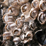 Facts about barnacles