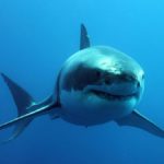 How far can sharks smell blood ?