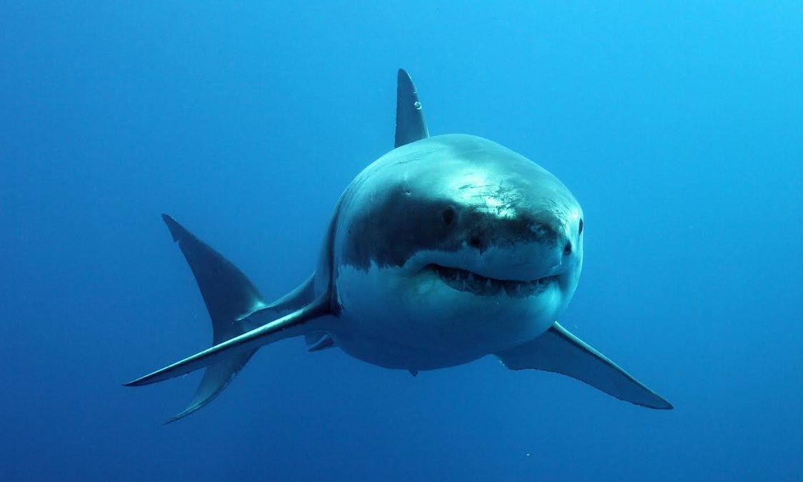 How far can sharks smell blood
