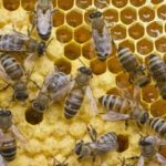 Honey bees - information