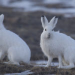 Facts about arctic hares