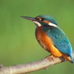 How long do kingfishers live ?