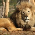 How long do lions sleep ?