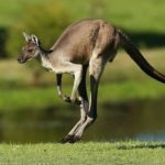 Is a kangaroo a mammal ?