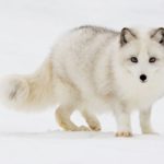 How long do arctic foxes live ?