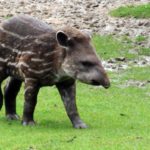 Facts about tapirs