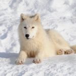 Facts about arctic wolves