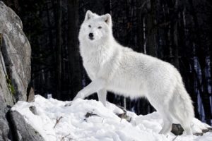 wolves arctic admintag