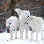 Arctic wolves - information