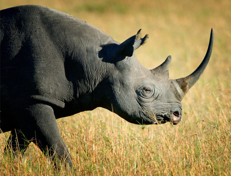 How long do black rhinos live