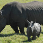 Black rhinos - information