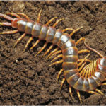 Centipedes - information