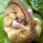 Facts about dormouse