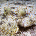 Flounder - information