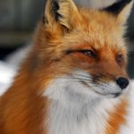 What is a male fox called ?