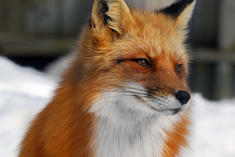 What Is A Male Fox Called