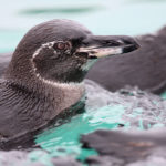 Galapagos penguins - information