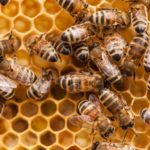 How long do honey bees live ?