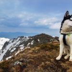 Facts about Siberian huskies