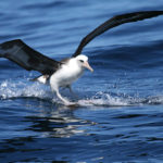 Facts about albatross