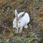 How long do arctic hares live ?