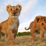 What is a baby lion called ?