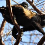 Howler monkeys - information