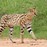 Facts about servals