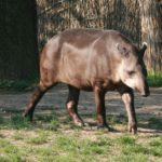 Tapirs - information