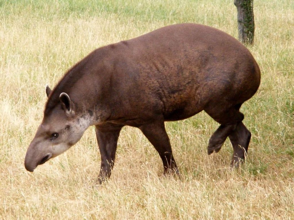 How long do tapirs live