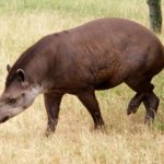 How long do tapirs live ?
