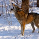 Facts about red wolves