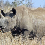 Facts about black rhinos