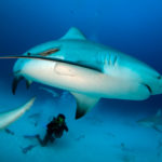 Facts about bull sharks