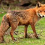 How fast can a fox run ?