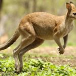 Are kangaroos endangered ?