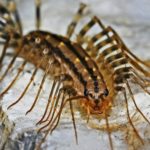 How long do centipedes live ?