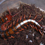 Facts about centipedes