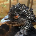 Guinea fowl - information