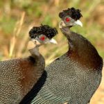 Facts about guinea fowl