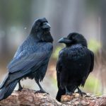 What do crows symbolize ?