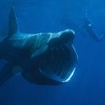 Basking sharks - information
