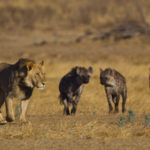 Do lions eat hyenas ?