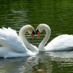 What does a swan symbolize ?