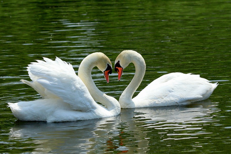 What does a swan symbolize