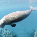 How long do dugongs live ?