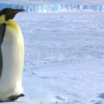 How long do emperor penguins live ?